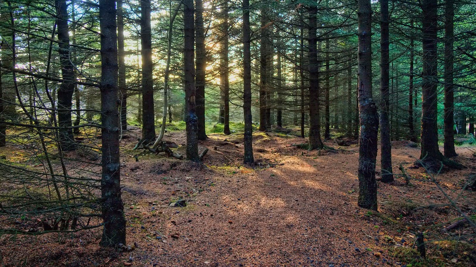Svensk skog